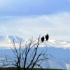 Rocky Mountain Arsenal National Wildlife Refuge