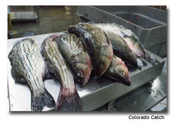 Bass-Hand-Harvested