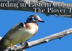 Birding In Eastern Colorado Plover Trail