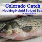Colorado Catch Hybrid Striped Bass