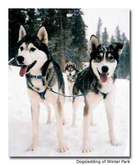 Dog-Sledding-Colorado-Mountain-Towns