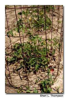 Gardening-4