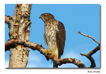 birding in eastern colorado the plover trail birding in eastern colorado the plover trail