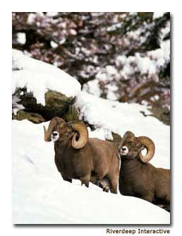 Scenic Byway: Cache La Poudre-North Park