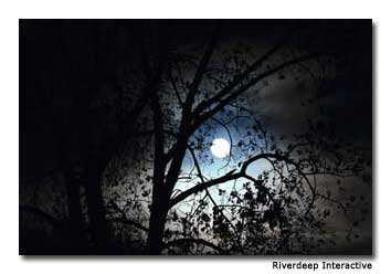 Nocturnal-Wildlife