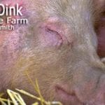 Oink Oink: Life On The Farm