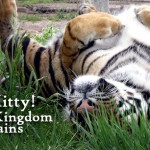 Wild Kingdom Tiger