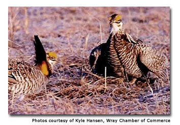 Wray-Prairie-Chickens