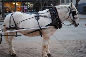 Fort Collins Horse-Drawn Carriages Fort Collins Horse-Drawn Carriages