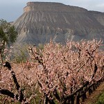 Restaurants In Palisade