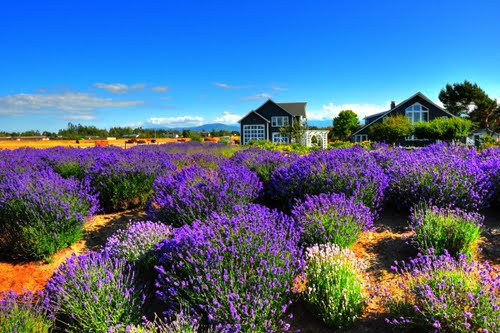 lavender festival