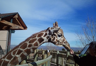 Cheyenne Mountain Zoo Giraffe Cheyenne Mountain Zoo Giraffe