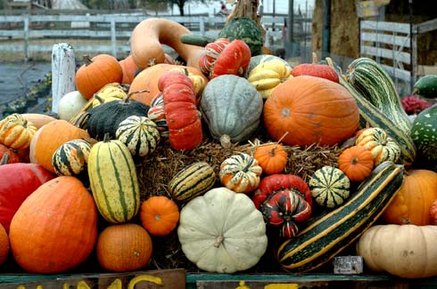 harvest