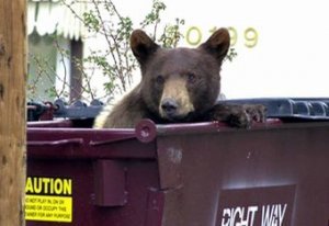 black_bear_colorado-small