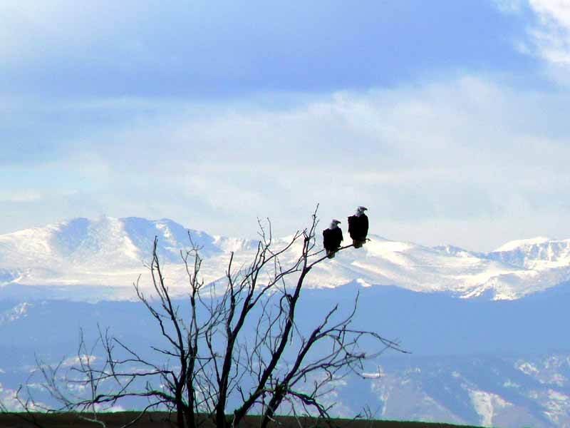 rocky mountain arsenal national wildlife refuge el paso christmas fair