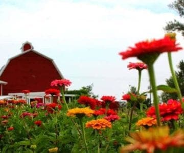 Berry Patch Farms: Pick a Peck in Brighton, Colorado 2 Berry Patch Farms: Pick a Peck in Brighton, Colorado 6