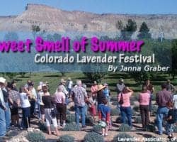 The Sweet Smell of Summer: Colorado Lavender Festival 2