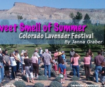 The Sweet Smell of Summer: Colorado Lavender Festival 14
