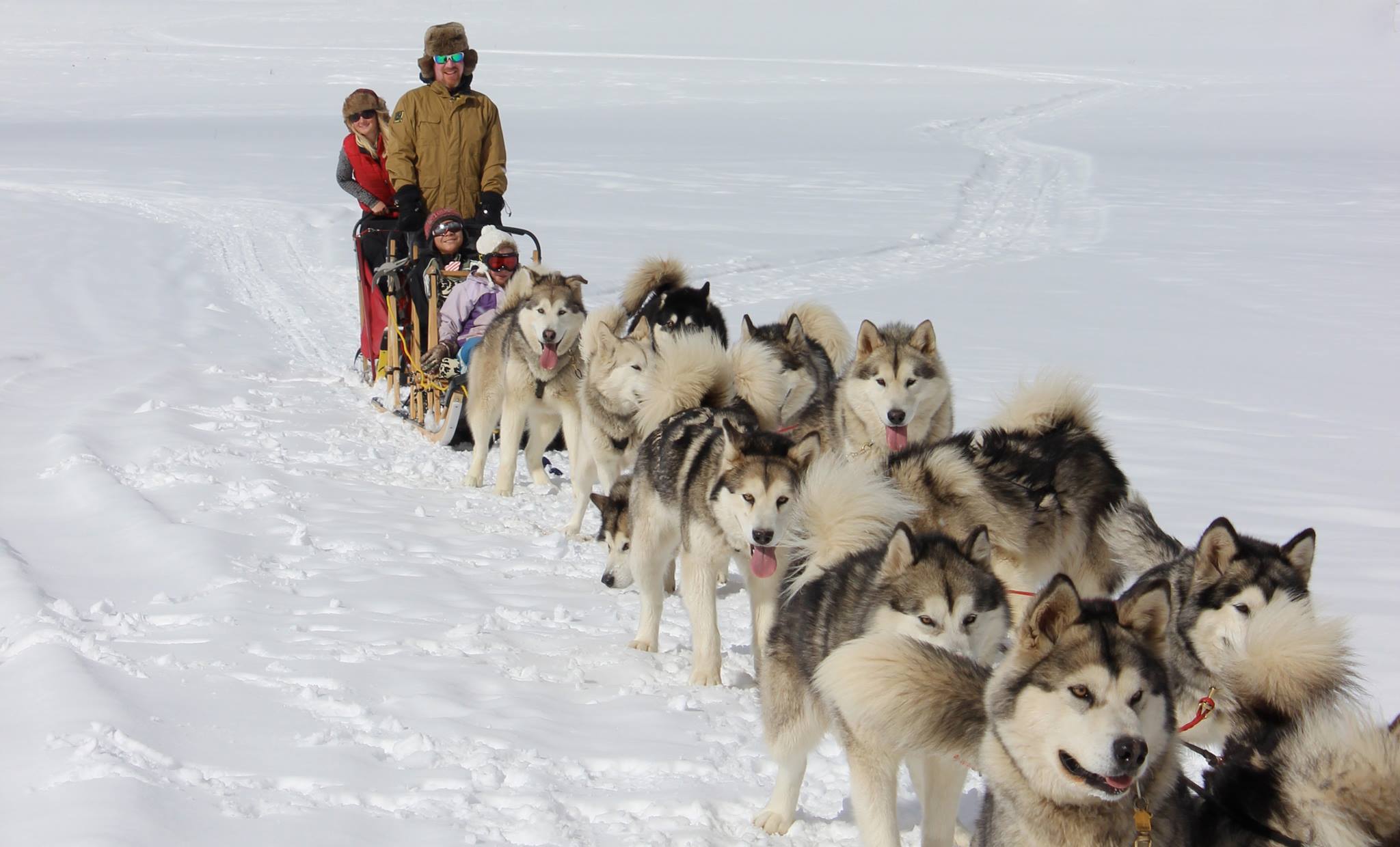 Best Dog Sledding In Steamboat Springs Best Dog Sledding In Steamboat Springs