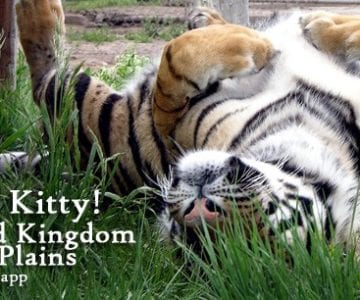 Kitty, Kitty!: A Wild Kingdom on the Plains 1 Kitty, Kitty!: A Wild Kingdom on the Plains 4