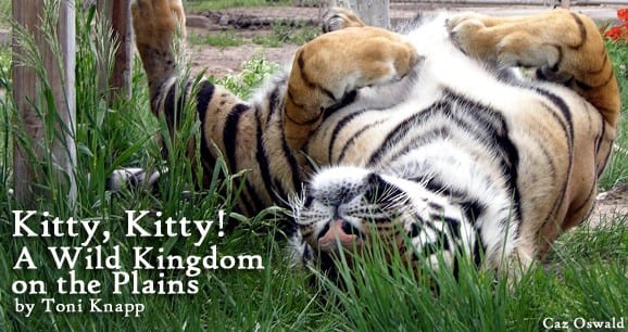 Kitty, Kitty!: A Wild Kingdom on the Plains 6