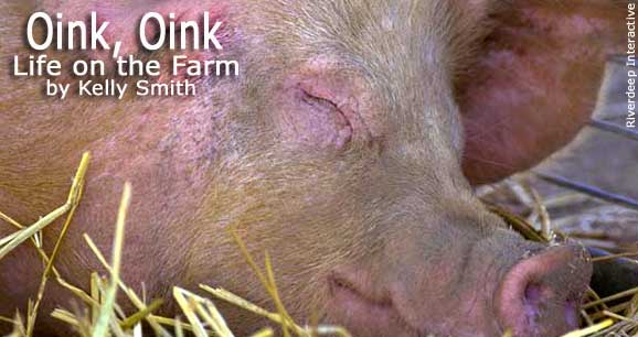 Oink, Oink: Life On the Farm 4