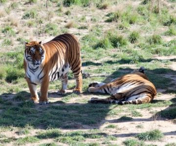 The Wild Animal Sanctuary: Keeping Creatures Safe in Keenesburg 1 The Wild Animal Sanctuary: Keeping Creatures Safe in Keenesburg 1