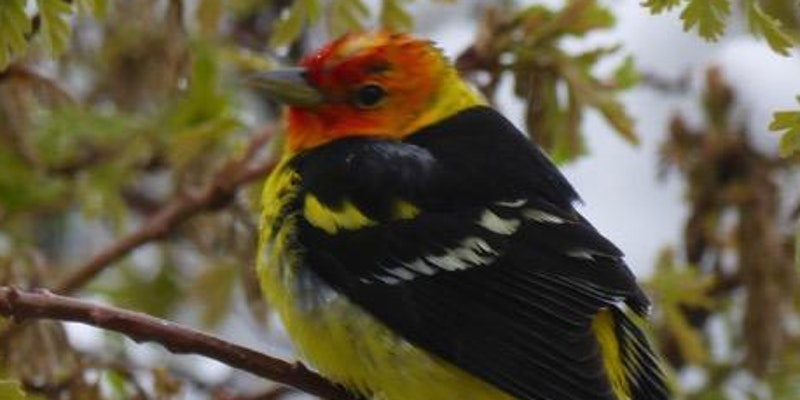 Guided Bird Walks