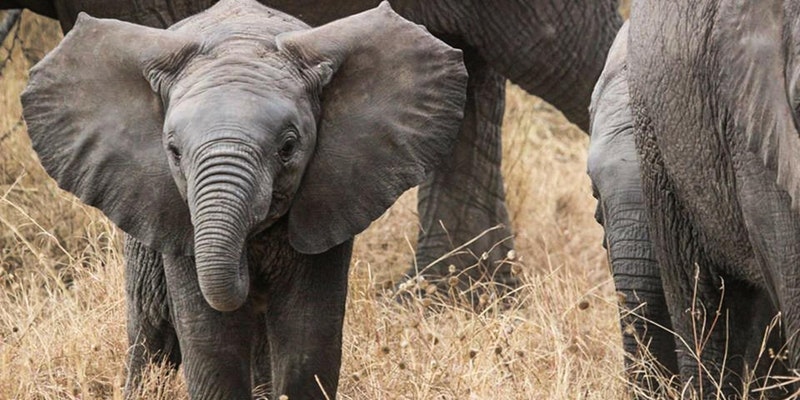 Biology in Tanzania Spring 2018