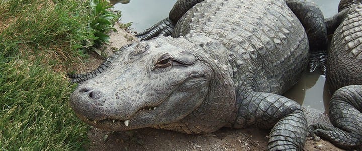 It’s No Croc: Visit The Best Alligator Farm In Colorado!