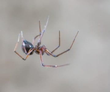 What to Know About Resident Spiders in Colorado 1 spiders in colorado