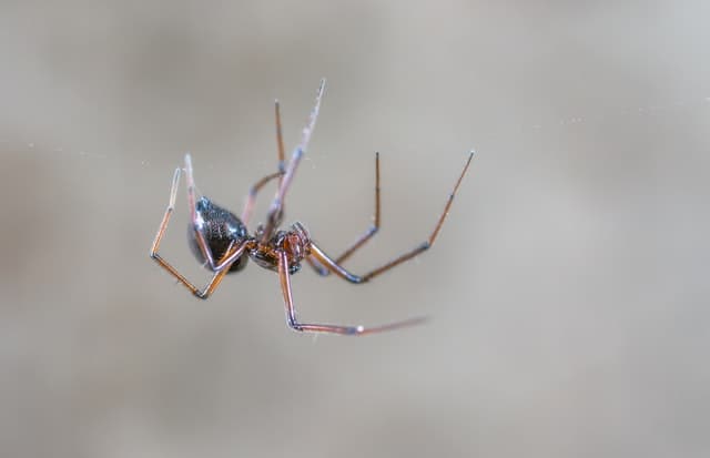 What to Know About Resident Spiders in Colorado
