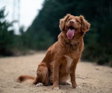 Dog Friendly Things to do in Colorado 1 dog friendly things to do in colorado