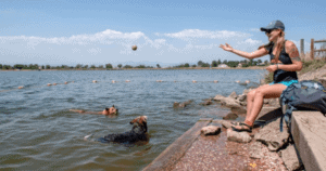 dog-friendly swimming colorado
