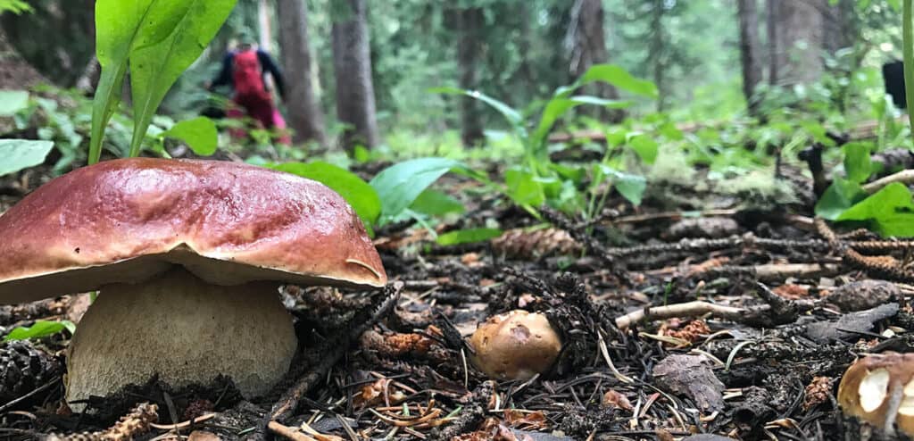 mushrooms in colorado