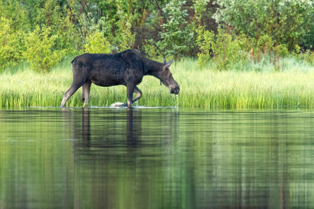 7 Places To See Moose In Colorado Go Colorado