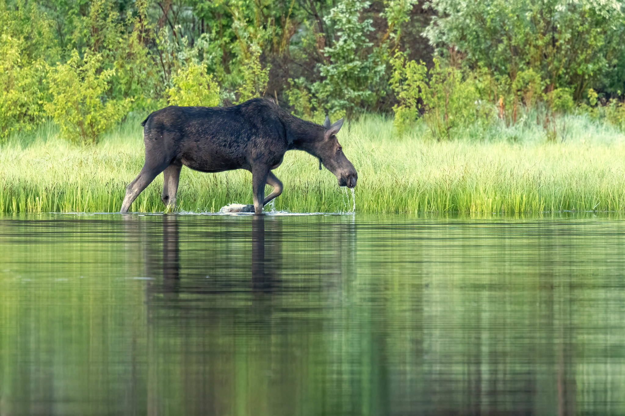 moose in colorado